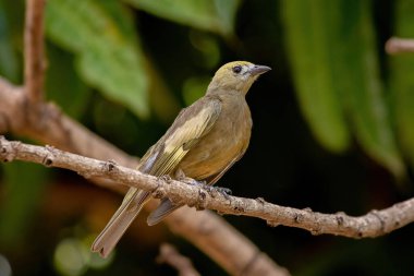 Palm Tanager Bird of the species Thraupis palmarum