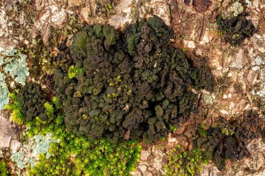 Small Green Lichen texture on a trunk in macro view