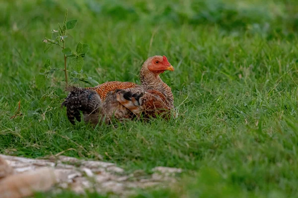 Domácí Kuřata Poddruhu Gallus Gallus Domesticus — Stock fotografie