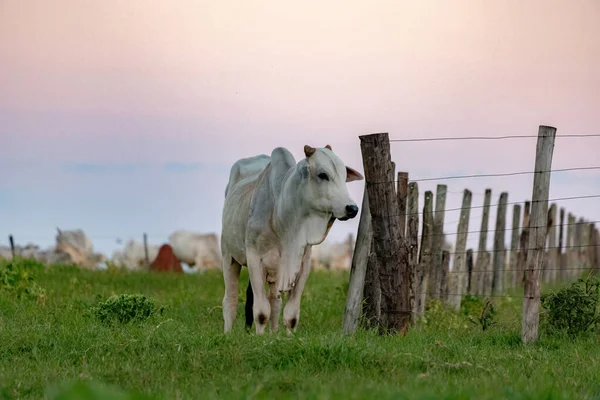 White Cow Raised Farm Pasture Area — Stockfoto