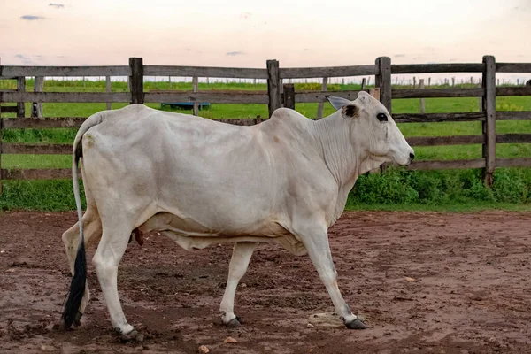 Animal Farm Raised White Cow Corral — Stockfoto