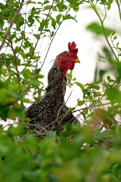 Domácí Kuřata Poddruhu Gallus Gallus Domesticus — Stock fotografie