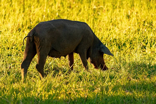 Schweinezucht Einem Freilandschweinstall Mit Selektivem Fokus — Stockfoto