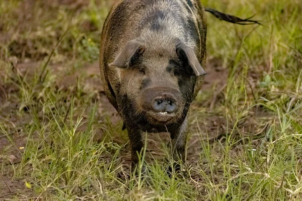 Cochon Élevé Dans Une Porcherie Extérieure Avec Une Concentration Sélective — Photo