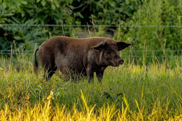 Cerdo Criado Una Pocilga Aire Libre Con Enfoque Selectivo —  Fotos de Stock