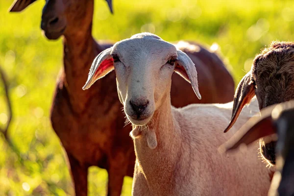 Animal Raised Adult Sheep Selective Focus — Stok fotoğraf
