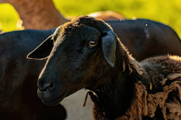 Animal Raised Adult Sheep Selective Focus — Stok fotoğraf