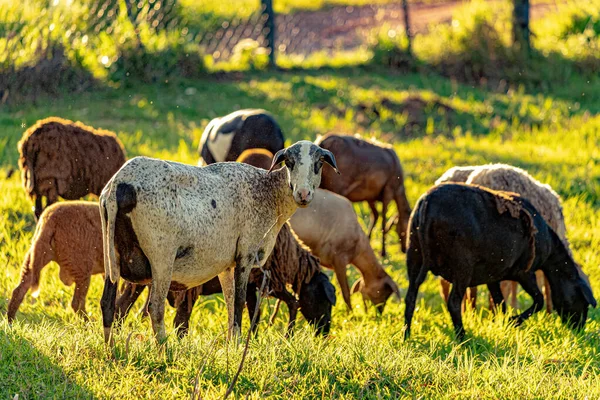 Animal Raised Adult Sheep Selective Focus — стоковое фото