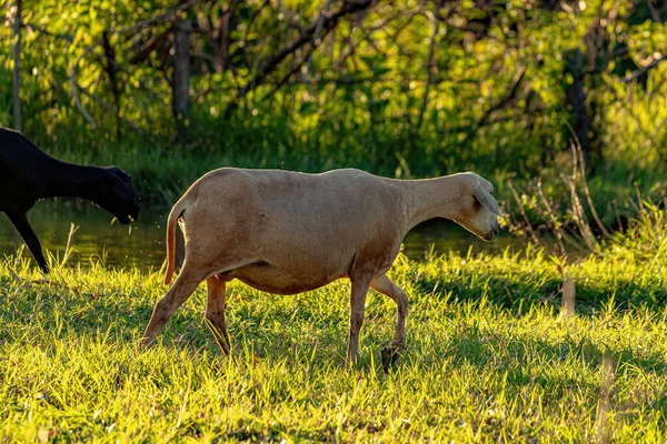 Animal Raised Adult Sheep Selective Focus —  Fotos de Stock