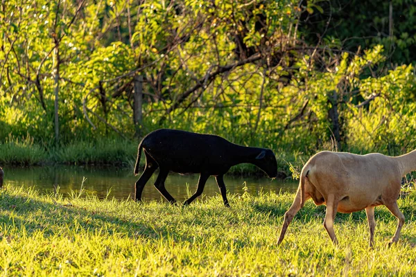 Animal Raised Adult Sheep Selective Focus — Photo