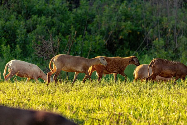 Animal Raised Adult Sheep Selective Focus — стоковое фото