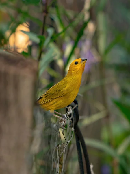 Saffron Finch Bird Species Sicalis Flaveola — Fotografie, imagine de stoc