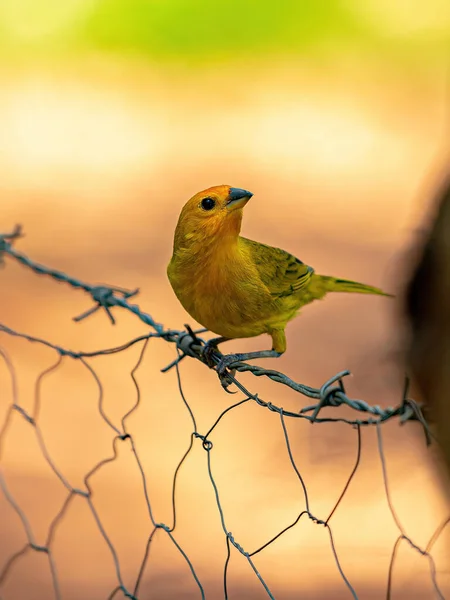 Saffron Finch Bird Species Sicalis Flaveola — стоковое фото