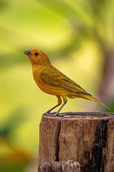 Saffron Finch Bird Species Sicalis Flaveola — 스톡 사진