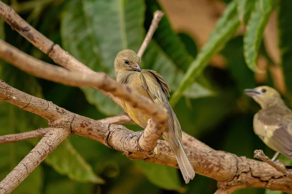 Palm Tanager Bird Species Thraupis Palmarum — Stok fotoğraf