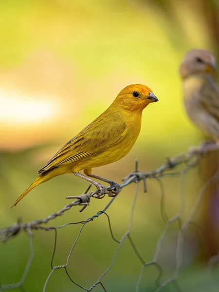 Saffron Finch Bird Species Sicalis Flaveola — 스톡 사진