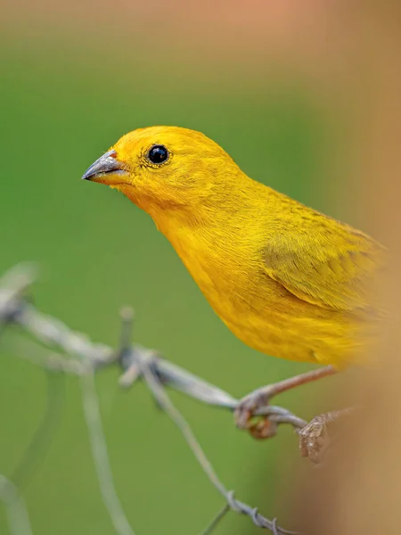 Saffron Finch Bird Species Sicalis Flaveola — 스톡 사진