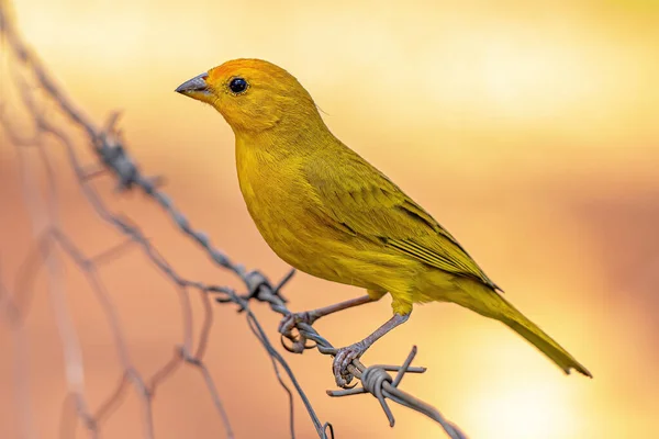 Saffron Finch Bird Species Sicalis Flaveola — стоковое фото