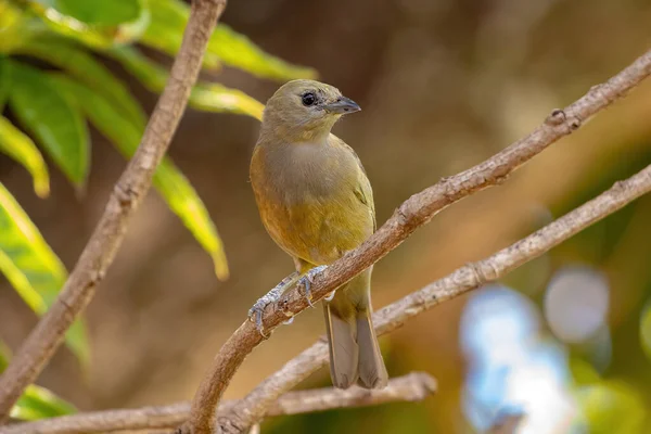 Thraupis Palmarum Palm Tanager Bird — 스톡 사진