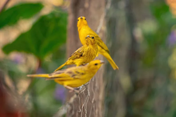 Saffron Finch Bird Species Sicalis Flaveola — Stockfoto