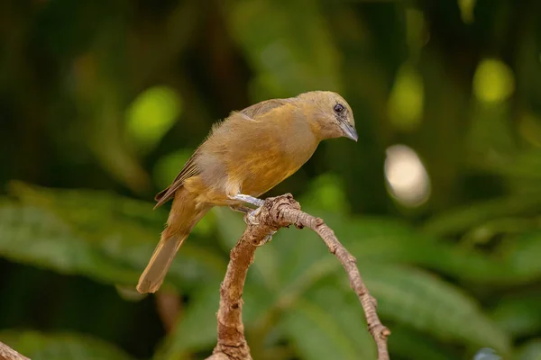 Palm Tanager Bird Species Thraupis Palmarum — Stock fotografie