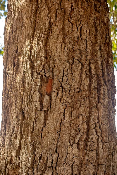 Brazilian Dicotyledonous Tree Popularly Known Sobre Sobro Casca Anta —  Fotos de Stock