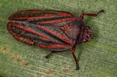 Cercopidae ailesinin Yetişkin Kurbağa Böceği