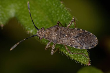 Adult Leaf-footed Bug of the genus Catorhintha