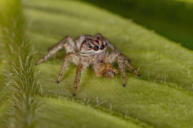 Adult Female Jumping Spider of the Subtribe Freyina preying on a small jumping spider clipart