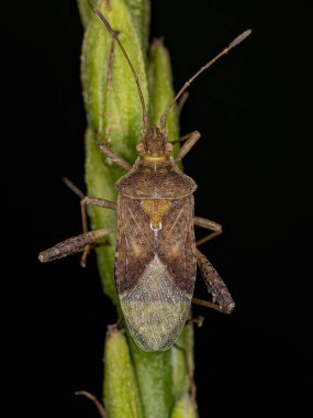 Harmostes cinsinin Yetişkin Kokusuz Bitki Böceği