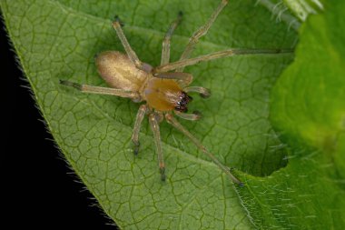 Cheiracanthium cinsinden uzun bacaklı yetişkin erkek örümceği