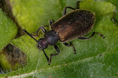 Yetişkin uzun eklemli böcek türü Lagria villosa