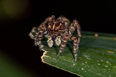 Sumampattus Quinqueradiatus 'un Dişi Atlayan Örümceği