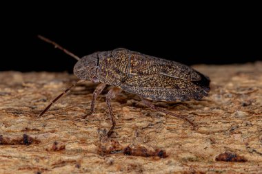 Ischnopelta cinsinin Yetişkin Kokulu Böceği