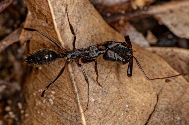 Odontomachus cinsinin Yetişkin Tuzak Çene Karıncası