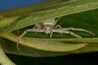 Thomisidae ailesinden yetişkin dişi yengeç örümceği.