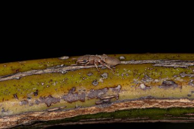 Yetişkin Kaplumbağa Karınca Cinsi Cephalotes