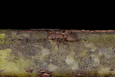 Yetişkin Kaplumbağa Karınca Cinsi Cephalotes