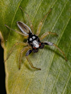 Chira cinsinden atlayan yetişkin erkek örümcek.