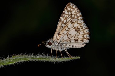 Burnsius orcus türünün Yetişkin Orcus Checkered-Skipper güve böceği
