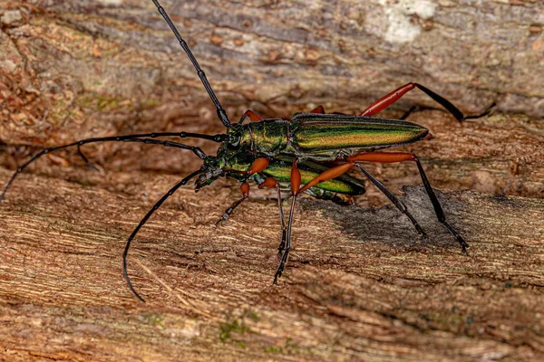 Adult Typical Longhorn Beetles Subfamily Cerambycinae Coupling —  Fotos de Stock