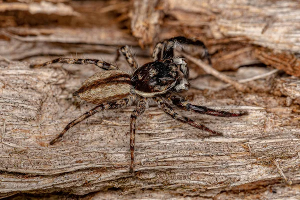 Adulto Masculino Cinzento Parede Saltando Aranha Espécie Menemerus Bivittatus — Fotografia de Stock