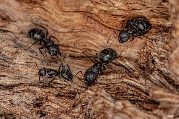 Adult Female Carpenter Ants Genus Camponotus — Zdjęcie stockowe