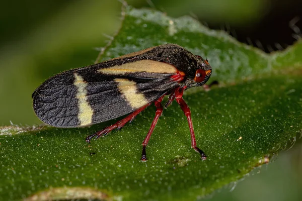 Ενηλίκων Froghopper Insect Του Είδους Deois Flavopicta — Φωτογραφία Αρχείου