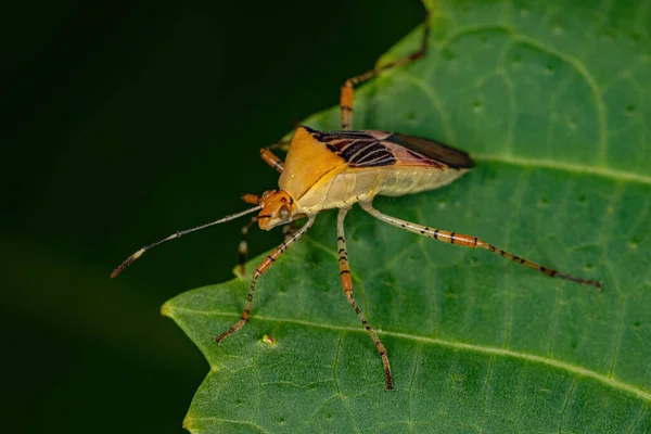 Ενηλίκων Leaf Footed Bug Του Genus Hypselonotus — Φωτογραφία Αρχείου