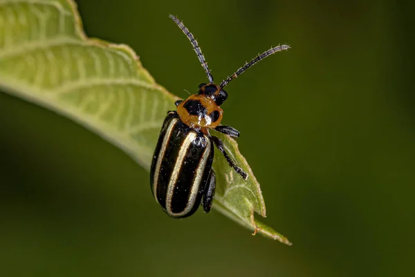 Adult Flea Beetle Genus Disonycha — 图库照片