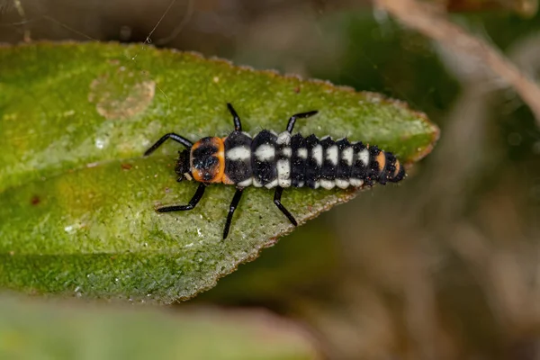 Escarabajo Manchas Negras Larva Del Género Eriopis —  Fotos de Stock