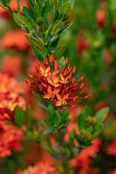 Ixora ดอกไม ของสายพ Ixora Chinensis — ภาพถ่ายสต็อก