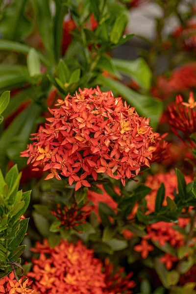 Chinese Ixora Plant Flower Species Ixora Chinensis — Stock Photo, Image