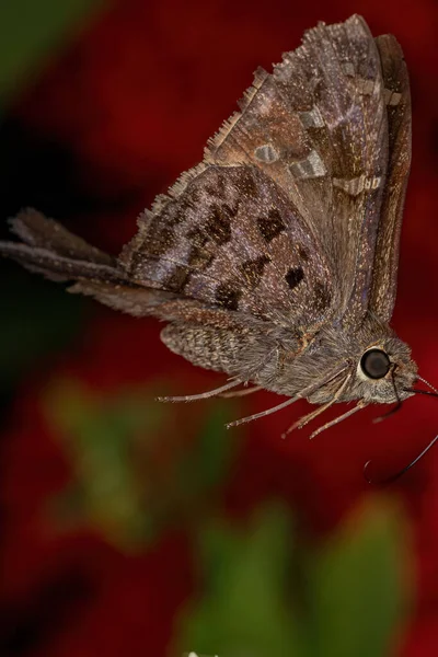 Adulter Dorantes Langschwanzschmetterling Der Art Thorybes Dorantes — Stockfoto